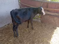 Krava, Russian Black pied cattle — fotografija 2