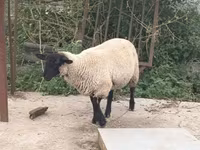 Carneiro, White Suffolk sheep — foto 1