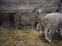 Carnero, Ile-de-France sheep — foto 1