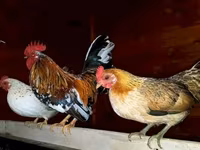 Japanese Bantam — photo 1
