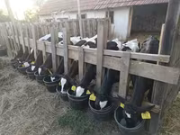Buqa, Russian Black pied cattle — 3-rasm