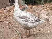 Geese — photo 6