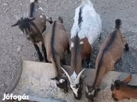Cabro, Pomellata goat — foto 4