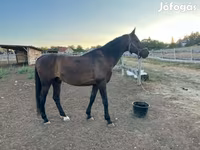 Horse (M), Furioso-North Star — photo 1
