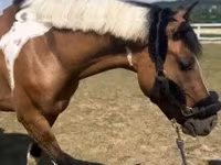 Cheval, Chevaux — photo 1