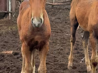 Kobila, Thoroughbred horse — fotografija 7