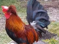 gallina danesa — foto 1