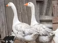 Geese — photo 3