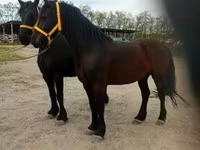 Caballo, Friesian — foto 7