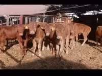 公牛, Limousin cow — 照片 2