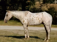 Pastuv, Appaloosa — fotografija 1