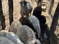 Owca, Merino sheep — zdjęcie 7