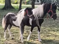 Atlar (partiya, cinsi göstərilməyib), Atlar — foto 1