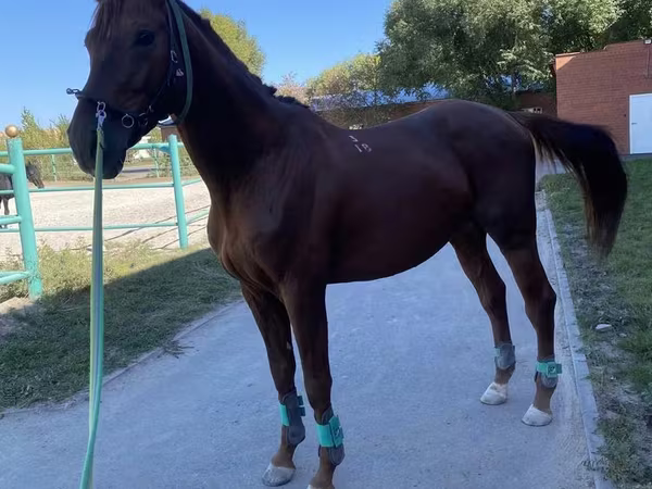 Cavalo, Budyonny horse