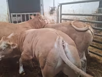 Bik, Blonde d’Aquitane cattle — fotografija 5