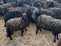 Sheep (batch, sex not specified), Sheep — photo 2
