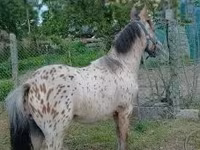 Koń, Konie — zdjęcie 7