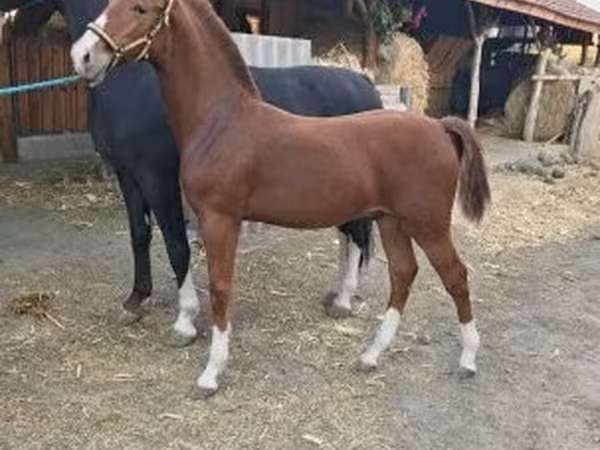 Koń, Dutch warmblood horse