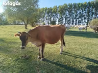 Krowa, Rasa jerseyjska — zdjęcie 3