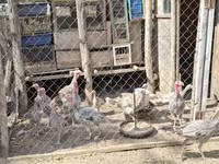 Turkeys — Foto 4