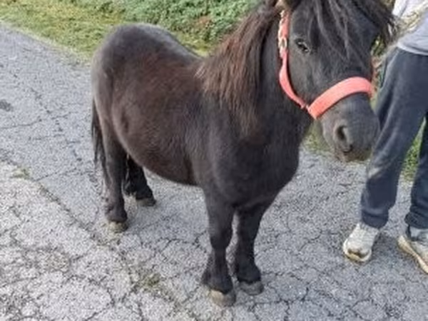 雄馬, 馬