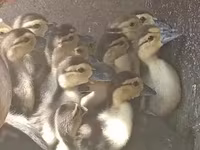 Ducks — 写真 2