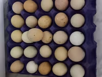 Australorp — fotografija 2