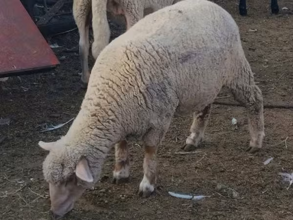 Ovelha, Ovelhas — Hungria