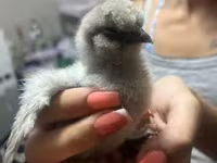 Silkie — zdjęcie 2