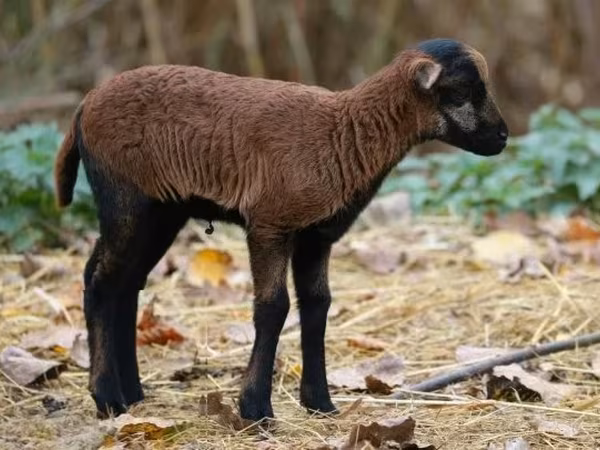 Qoyun, Cameroon sheep