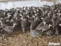 Guinea fowl — fotografija 1