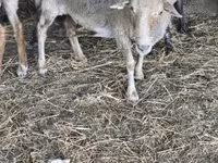 Sheep, Sheep — photo 1