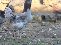 Ameraucana — photo 2