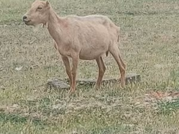 公山羊, Alpine goat