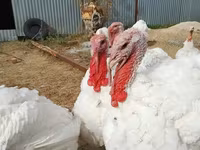 Turkeys — 写真 4