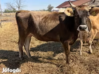 गाय, जर्सी नस्ल — फ़ोटो 2