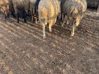 Baran, Owce — zdjęcie 1
