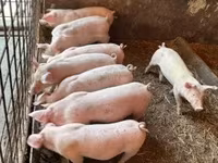 Porcs (lot, sexe non indiqué) — photo 1