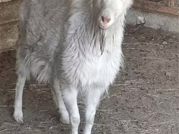 Kozioł, Saanen goat