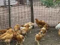 Chickens — Foto 2