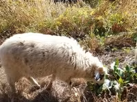 Baran, Racka sheep — zdjęcie 8