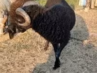 मेढ़ा, भेड़ — फ़ोटो 2