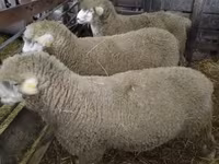 Carnero, Ile-de-France sheep — foto 2