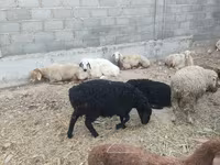 Ovca, Tian-Shan semifinewool sheep — fotografija 5