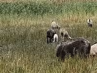Ovca, Romanov sheep — fotografija 1