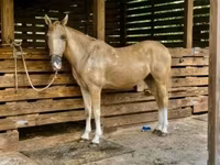 Pastuv, Quarter Horse — fotografija 3