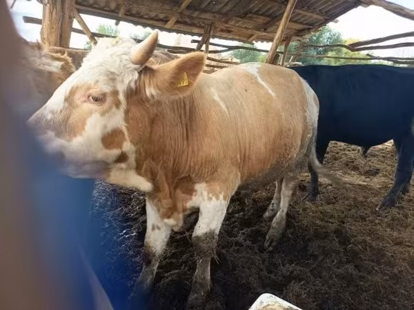Бик, Simmental cattle
