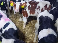 Bik, Simmental cattle — fotografija 1