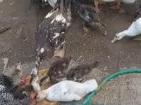 Ducks — foto 4