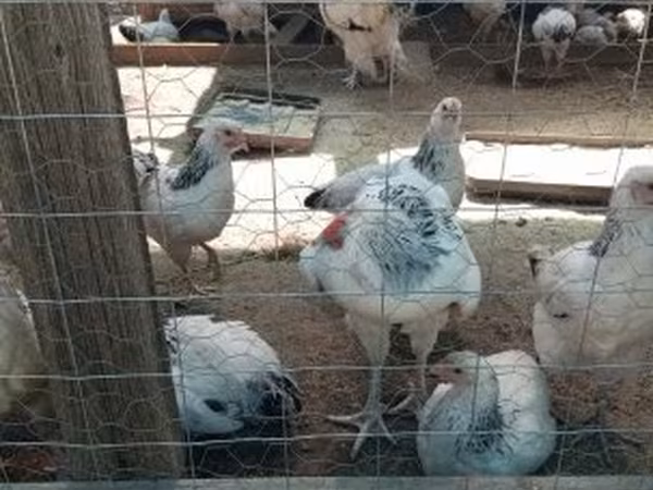 سَسِكس
